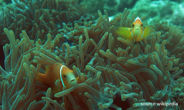 lakshadweep anemon fish