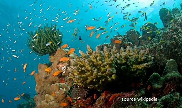 lakshadweep coral reef