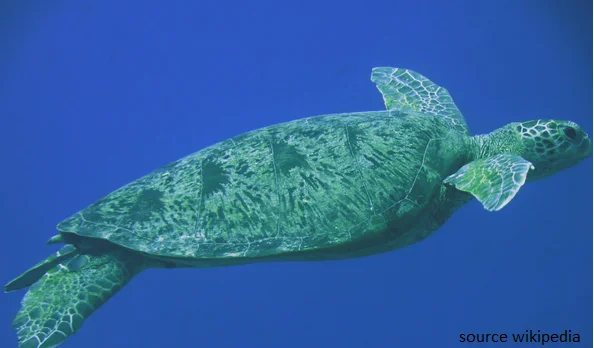 lakshadweep tortoise under water