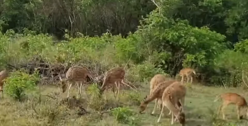 deers in bandipur national park
www.soloriderz.com
tales from travelers
